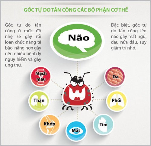 Tác hại gốc tự do