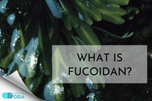 Read more about the article What is Fucoidan?